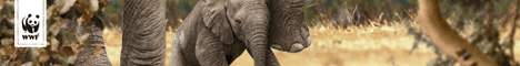 Spenden für den WWF!